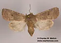Trichopolia perforata - Hodges#10556 - photo 2