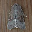 Trichopolia perforata - Hodges#10556 - photo 3