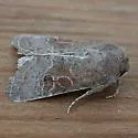 Trichopolia perforata - Hodges#10556 - photo 4