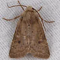 Rufous Quaker - Hodges#10557 - photo 2