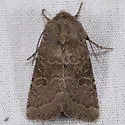 Rufous Quaker - Hodges#10557 - photo 3