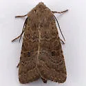 Rufous Quaker - Hodges#10557 - photo 4