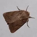 Rufous Quaker - Hodges#10557 - photo 5