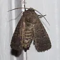 Trichopolia texicana - Hodges#10566.1