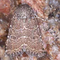 Trichopolia texicana - Hodges#10566.1 - photo 2