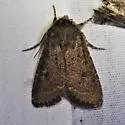 Trichopolia texicana - Hodges#10566.1 - photo 4