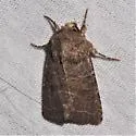 Trichopolia texicana - Hodges#10566.1 - photo 5