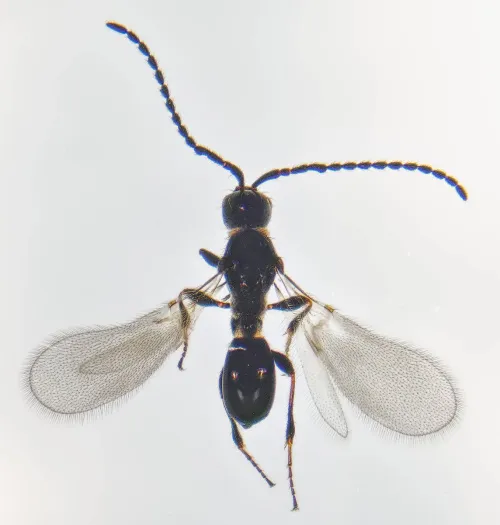 Trichopria crassifemur