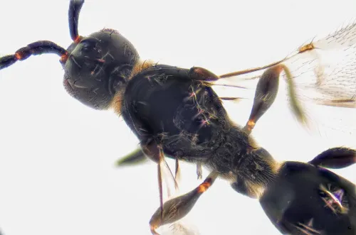 Trichopria crassifemur - photo 2