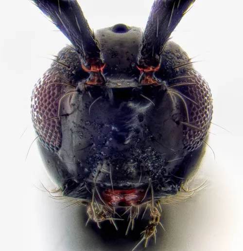 Trichopria crassifemur - photo 4
