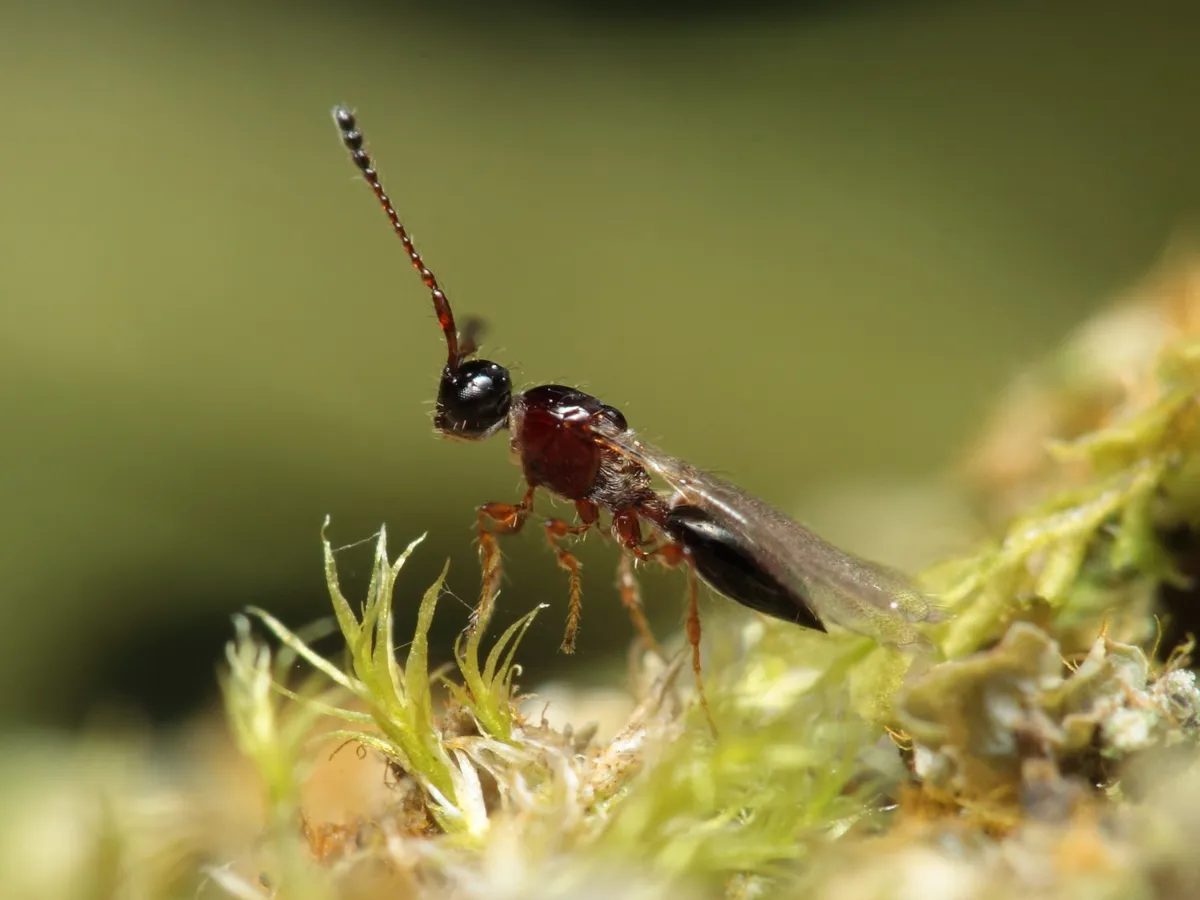 Trichopria drosophilae - photo 3