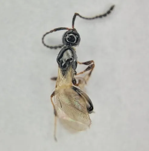 Trichopria nigra