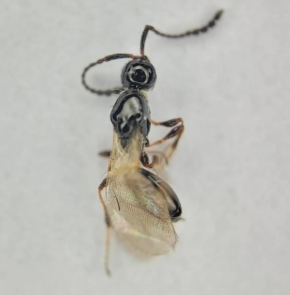 Trichopria nigra - photo 2