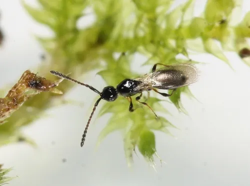 Trichopria sociabilis
