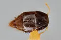 Trichopsenius depressus