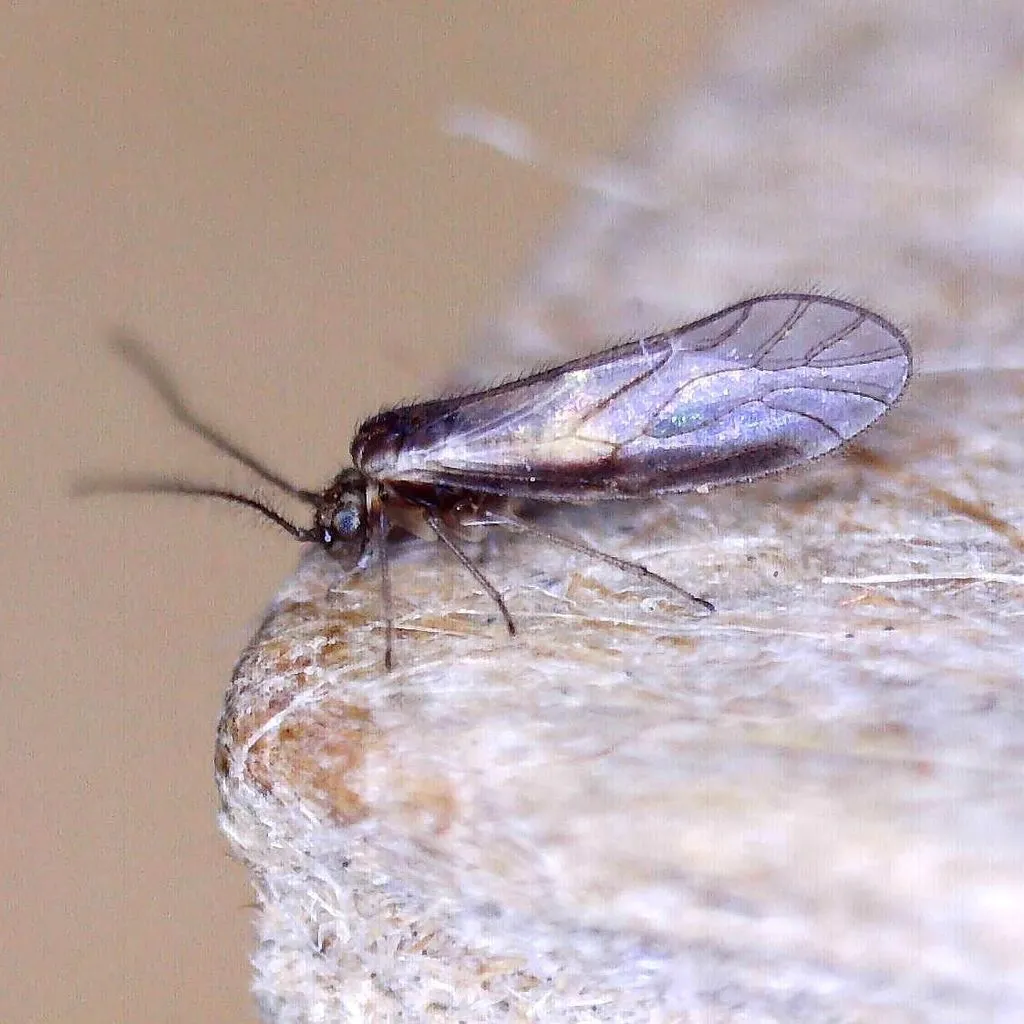 Trichopsocus brincki - photo 2