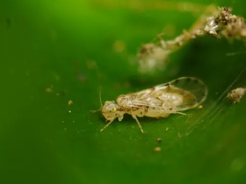 Trichopsocus clarus