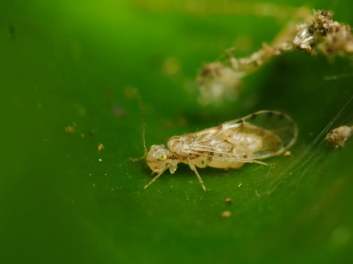 Trichopsocus clarus - photo 2