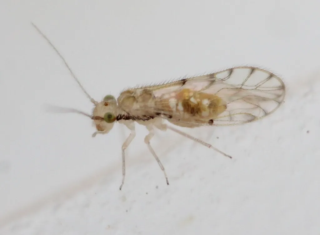 Trichopsocus dalii - photo 2