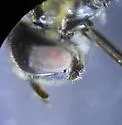White-faced Psyllid Killer - photo 4