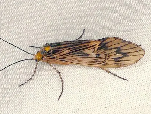 Caddisflies - photo 2