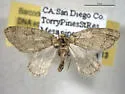 Trichopteryx veritata - Hodges#7636