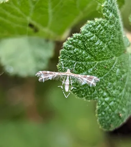 Pygmy Plume Moth - Hodges# 6101