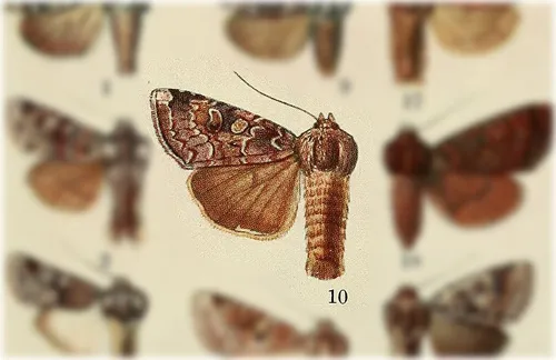 Trichordestra beanii - Hodges#10306