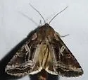 Trichordestra dodii - Hodges#10305