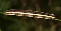 Striped Garden Caterpillar Moth - Hodges#10304