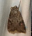 Striped Garden Caterpillar Moth - Hodges#10304 - photo 2