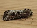 Striped Garden Caterpillar Moth - Hodges#10304 - photo 3