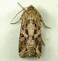 Aster Cutworm - Hodges#10307