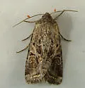 Aster Cutworm - Hodges#10307 - photo 2