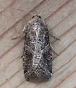 Aster Cutworm - Hodges#10307 - photo 3