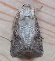 Aster Cutworm - Hodges#10307 - photo 4
