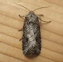 Aster Cutworm - Hodges#10307 - photo 5