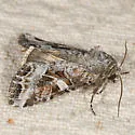 Trichordestra liquida - Hodges#10308