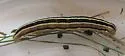 Trichordestra liquida - Hodges#10308 - photo 2