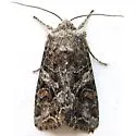 Trichordestra liquida - Hodges#10308 - photo 3