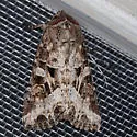 Trichordestra liquida - Hodges#10308 - photo 5