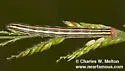 Trichordestra prodeniformis - Hodges#10309
