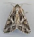 Trichordestra prodeniformis - Hodges#10309 - photo 4