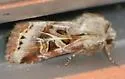 Wrinkled Trichordestra - Hodges#10302