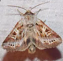 Wrinkled Trichordestra - Hodges#10302 - photo 2