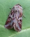 Wrinkled Trichordestra - Hodges#10302 - photo 3