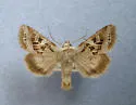 Wrinkled Trichordestra - Hodges#10302 - photo 4
