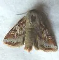 Wrinkled Trichordestra - Hodges#10302 - photo 5