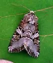 Trichordestra tacoma - Hodges#10303