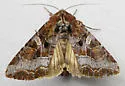 Trichordestra tacoma - Hodges#10303 - photo 3